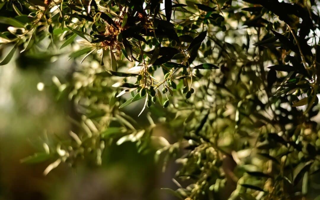 Olivenbaum schneiden – Anleitung und Vorgehensweise