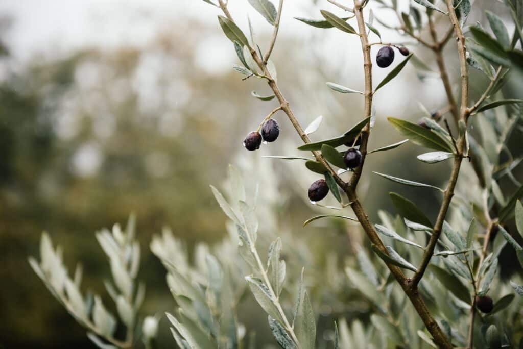 So schneidet man Olivenbäume